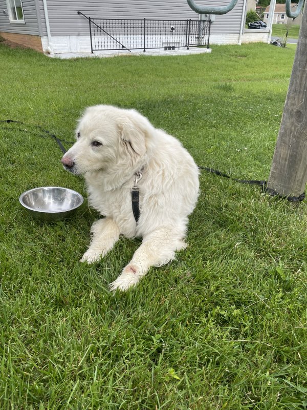 Found Great Pyrenees 