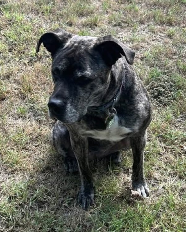 Lost Pit Bull in Kansas