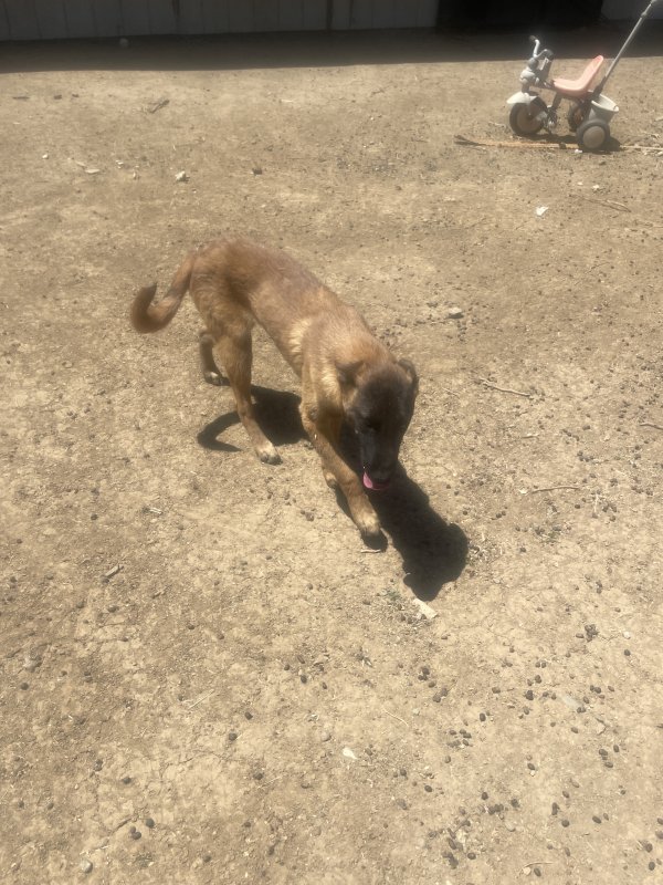 Found Labrador Retriever in California