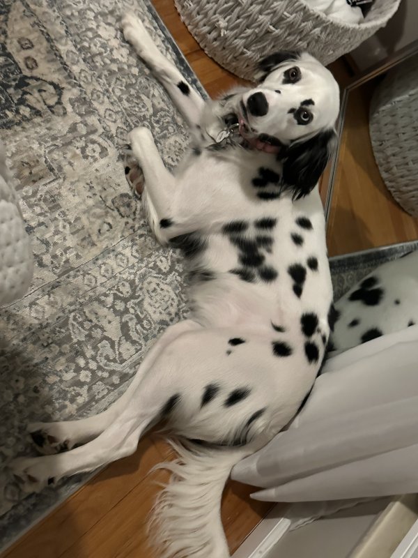 Lost Dalmatian in Michigan