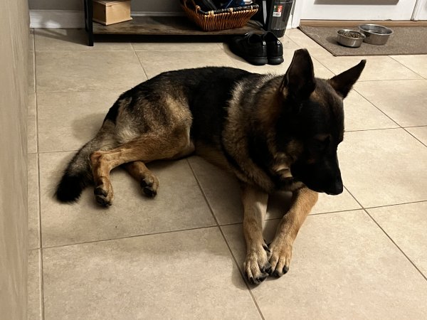 Found German Shepherd Dog in Ruskin, FL