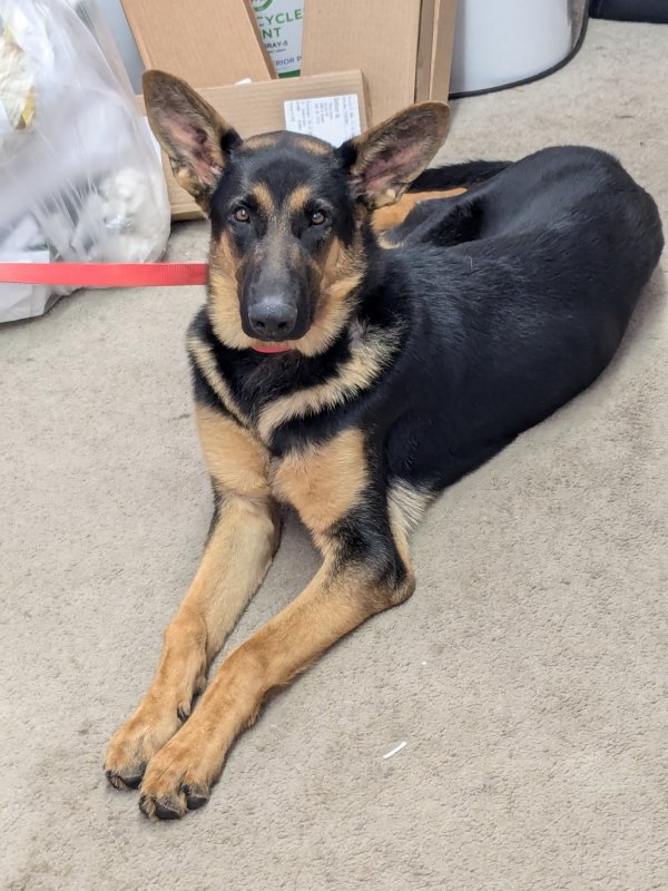 Found German Shepherd Dog in Oklahoma