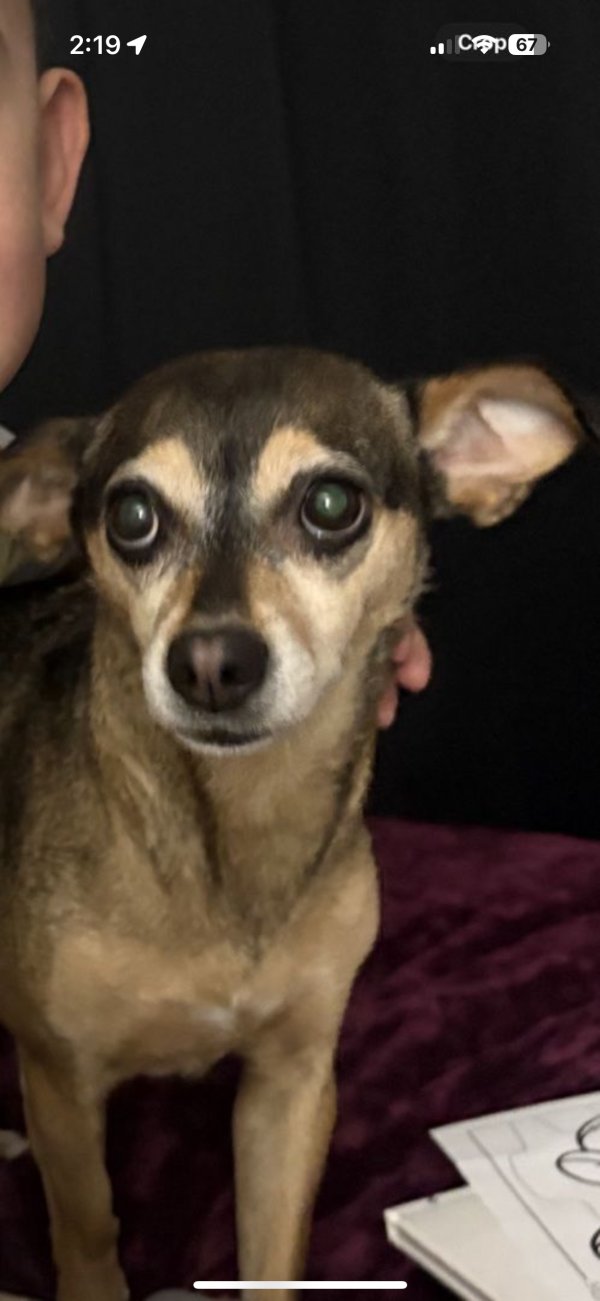 Lost Rat Terrier in Denver, Colorado