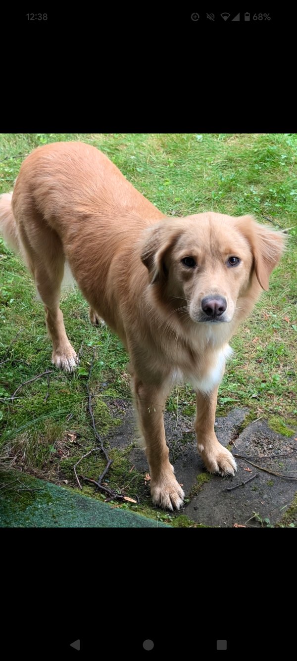 Lost Golden Retriever in Tennessee