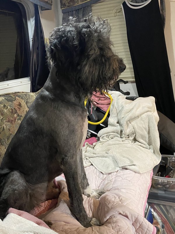 Found Portuguese Water Dog 