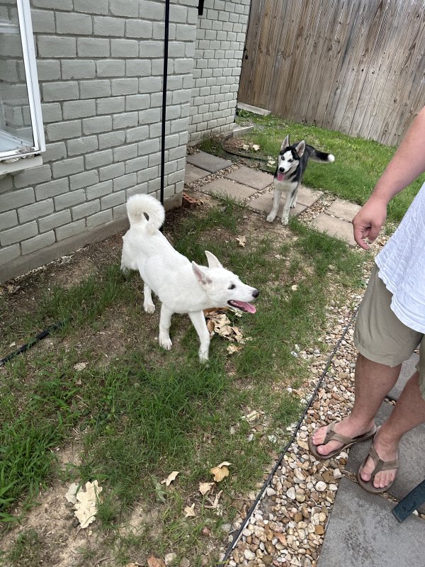 Found Siberian Husky 
