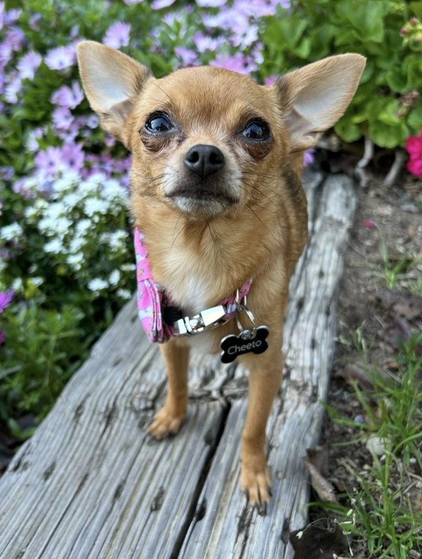 Lost Chihuahua in California
