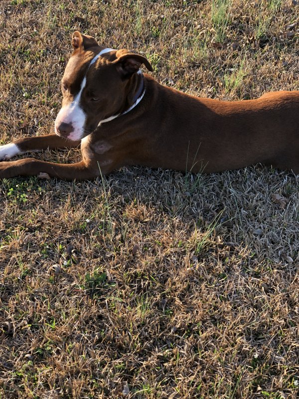 Lost Pit Bull in North Carolina
