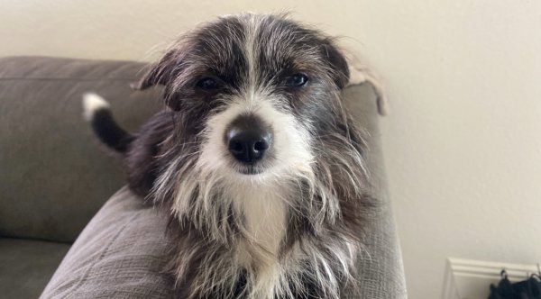 Lost Mutt in Bakersfield, California