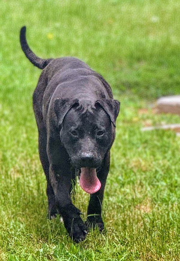 Found Bullmastiff in Texas