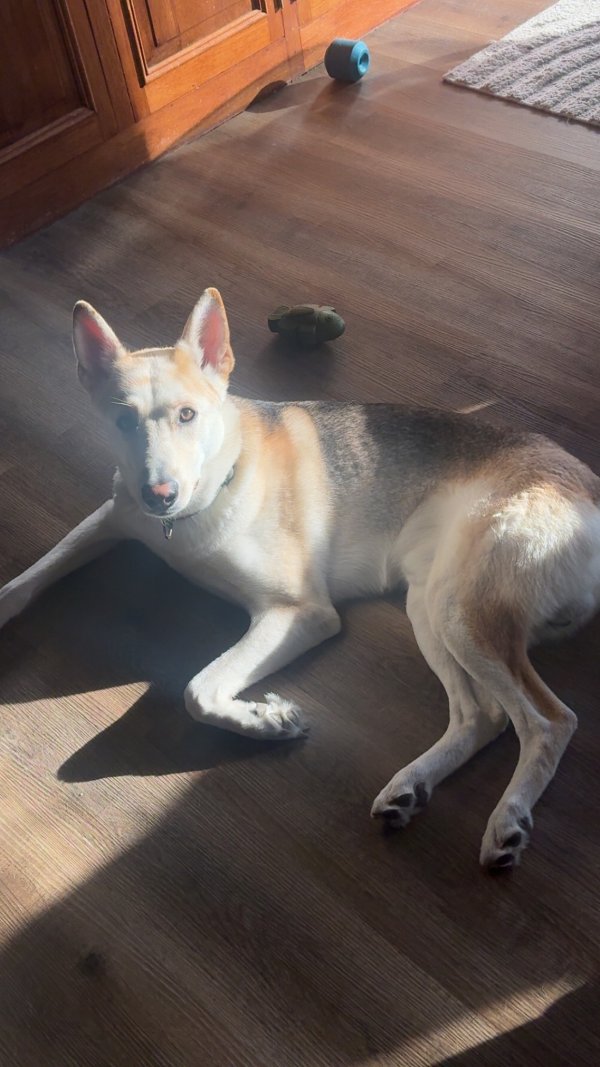 Lost German Shepherd Dog in Illinois