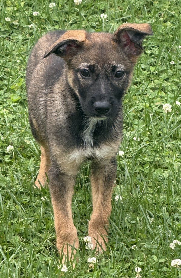 Found German Shepherd Dog in Indiana