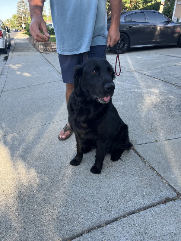 Found Labrador Retriever in California