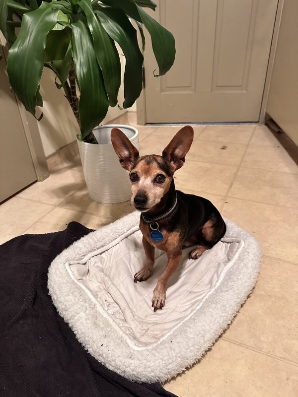 Found Chihuahua in California