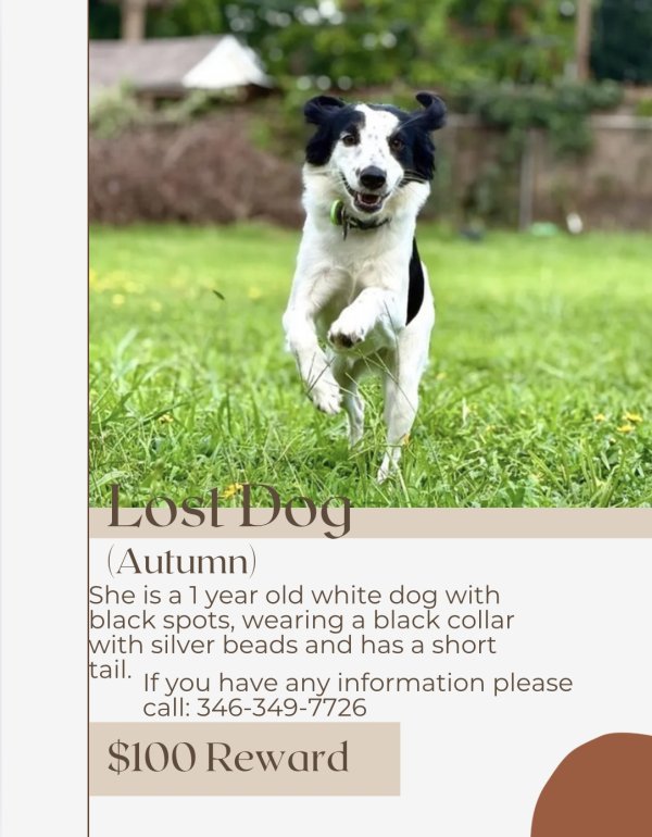 Lost Mutt in Texas