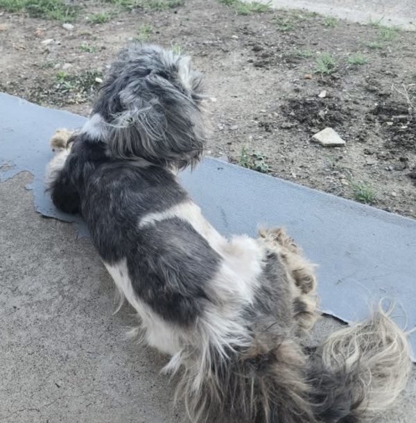 Found Shih Tzu in Texas