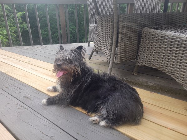 Found Cairn Terrier 