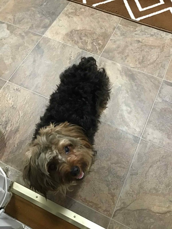 Found Yorkshire Terrier in Astoria, NY