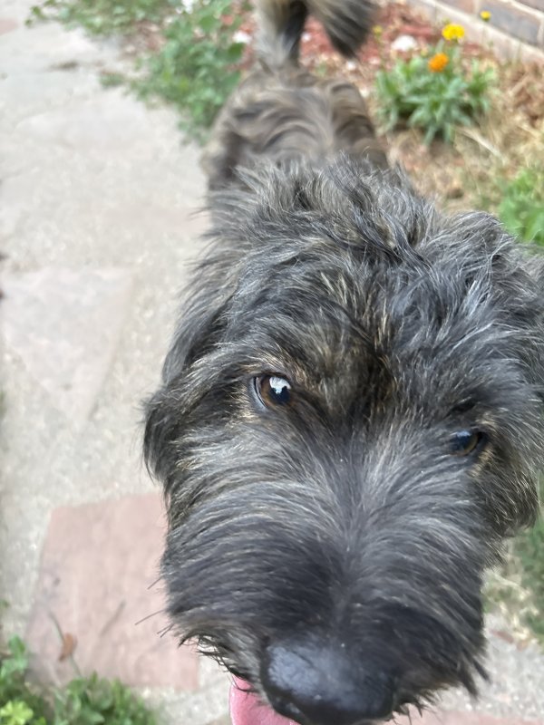 Found Mutt in Colorado