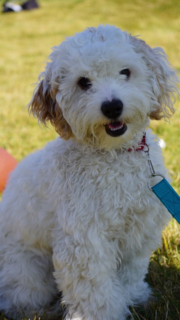 Lost Poodle in Colorado