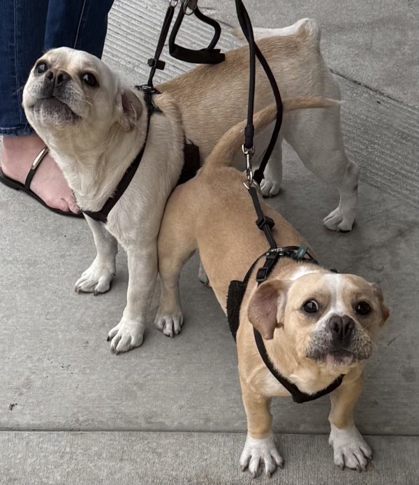 Found Puggle in California