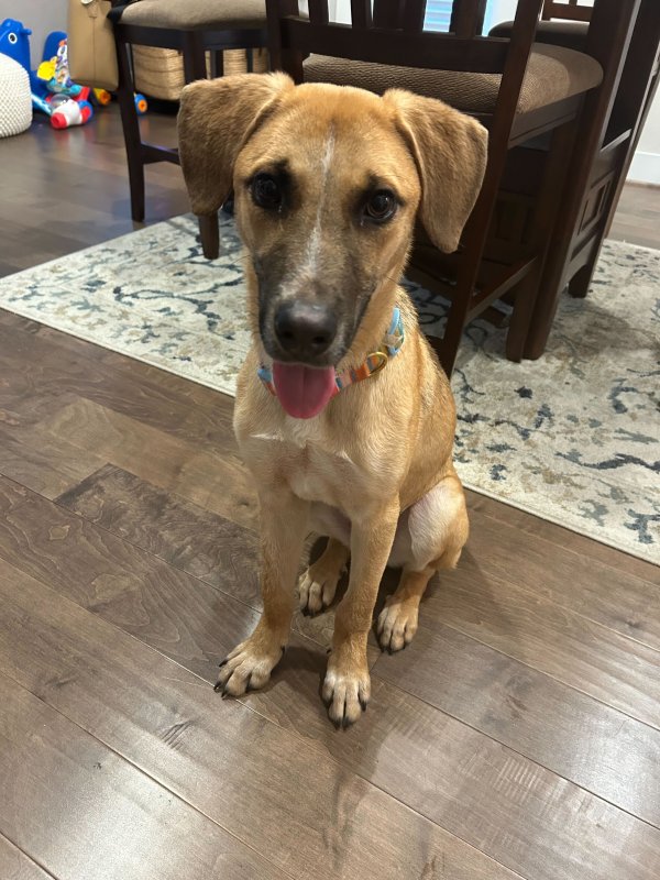 Found Mutt in Houston, Texas