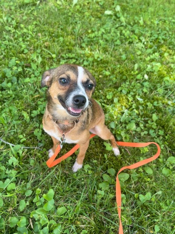 Lost Chihuahua in Indiana