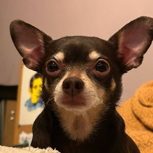 Lost Chihuahua in California