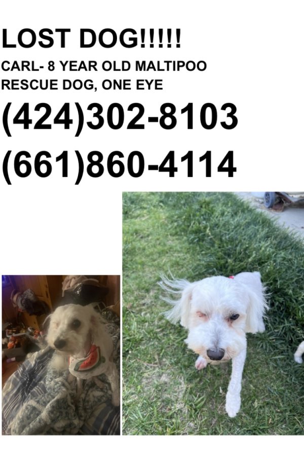 Lost Maltese in California
