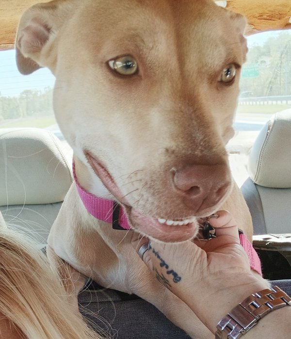 Lost American Staffordshire Terrier in Florida