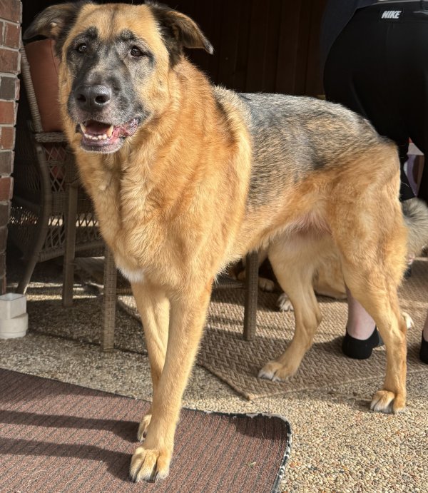 Lost German Shepherd Dog in Texas