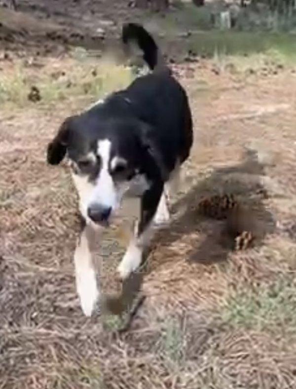 Lost Mutt in Nevada