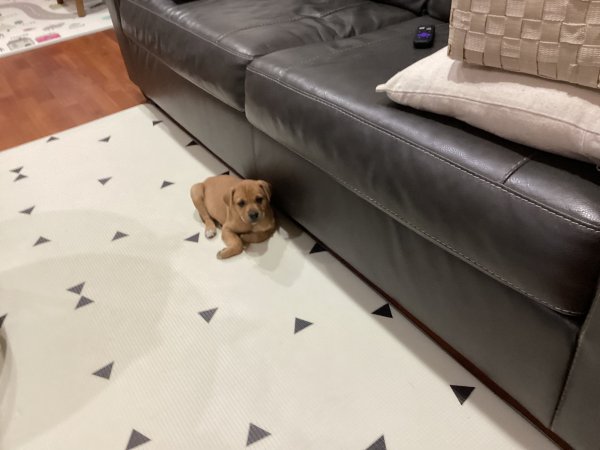 Lost German Shepherd Dog in Mississippi