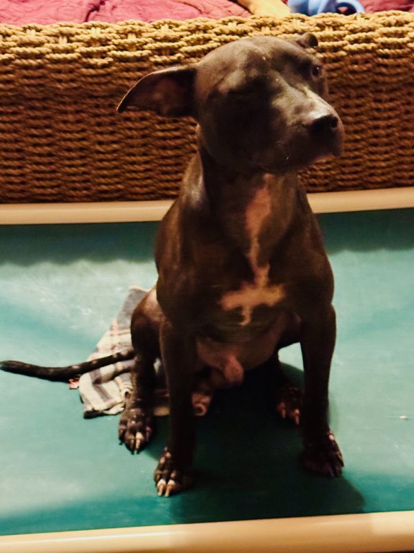 Lost American Staffordshire Terrier 