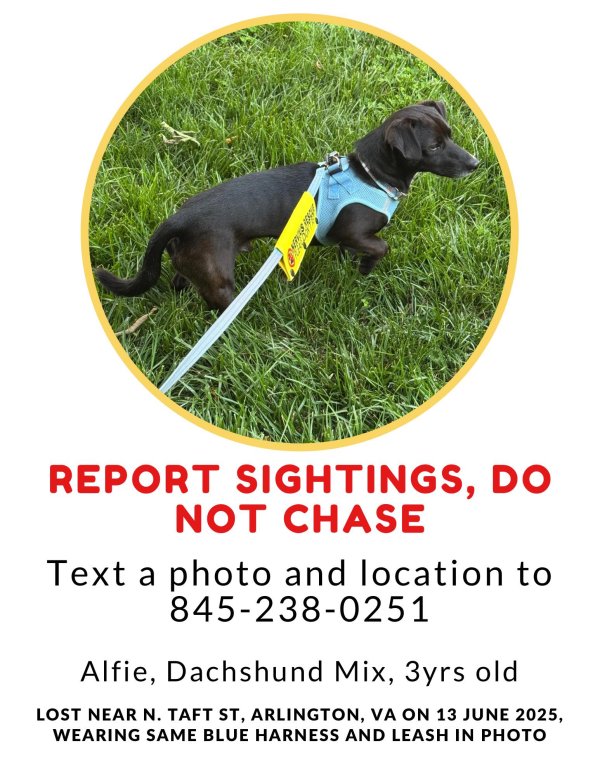 Lost Dachshund in Virginia