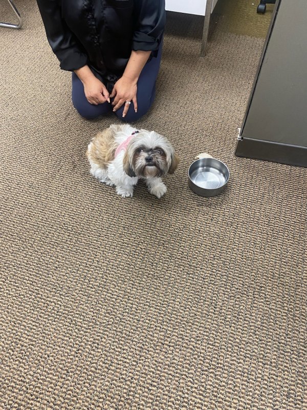 Found Shih Tzu 