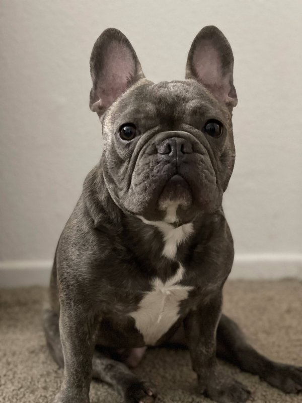 Lost French Bulldog in California