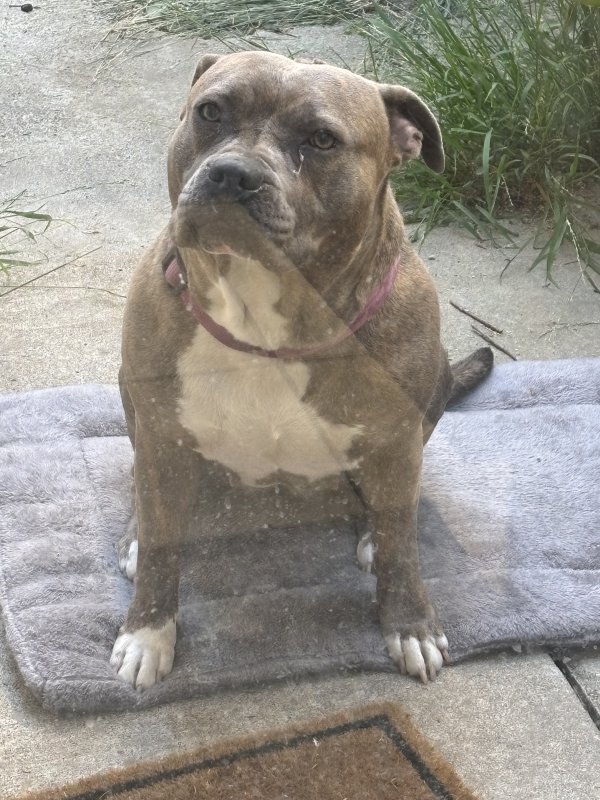 Found Pit Bull in California