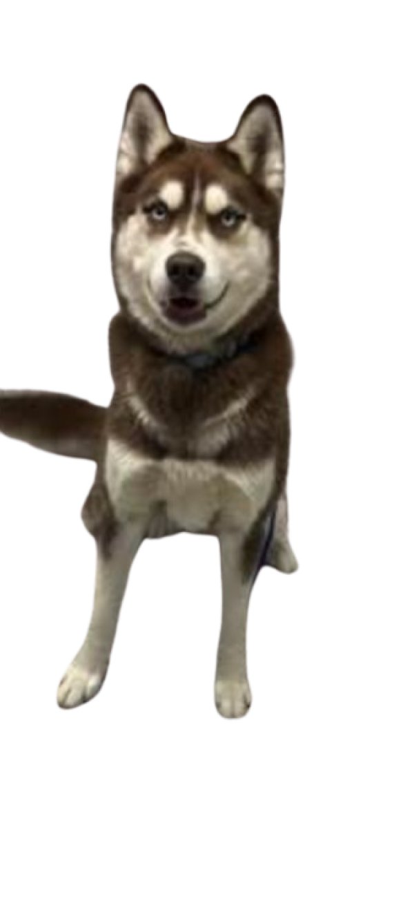 Lost Siberian Husky in Michigan
