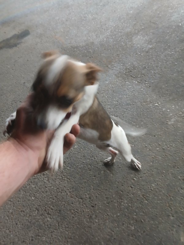 Found Chihuahua in Texas