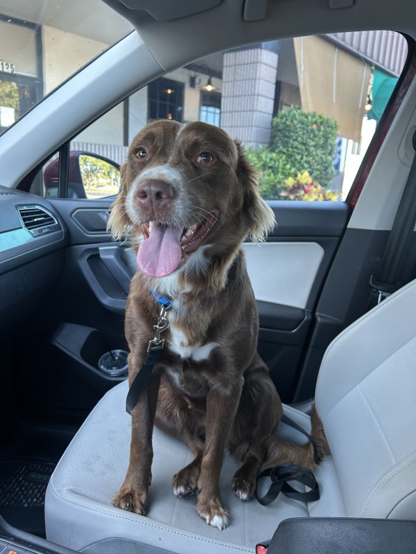 Found Australian Shepherd 