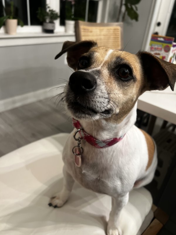 Lost Jack Russell Terrier in Florida