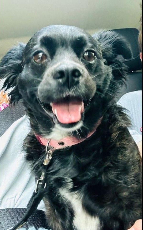 Lost Cocker Spaniel in Ohio