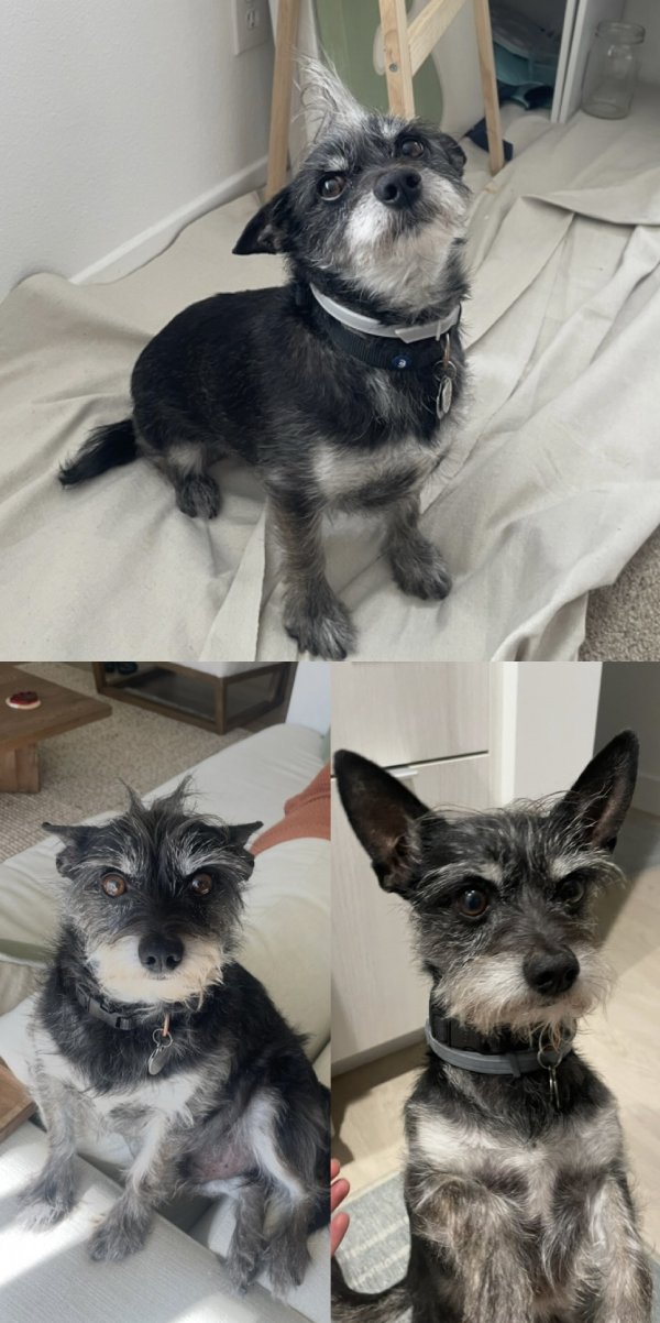 Lost Miniature Schnauzer in California