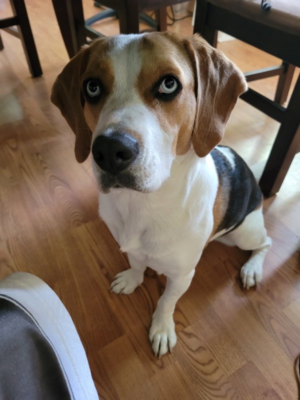 Lost Beagle in Illinois