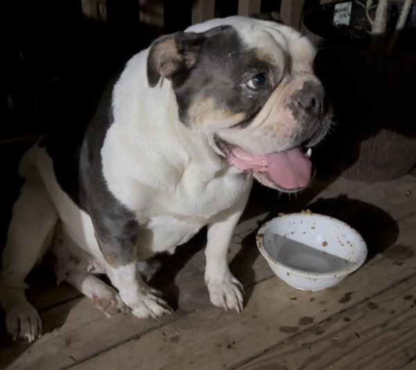 Found English Bulldog in Texas