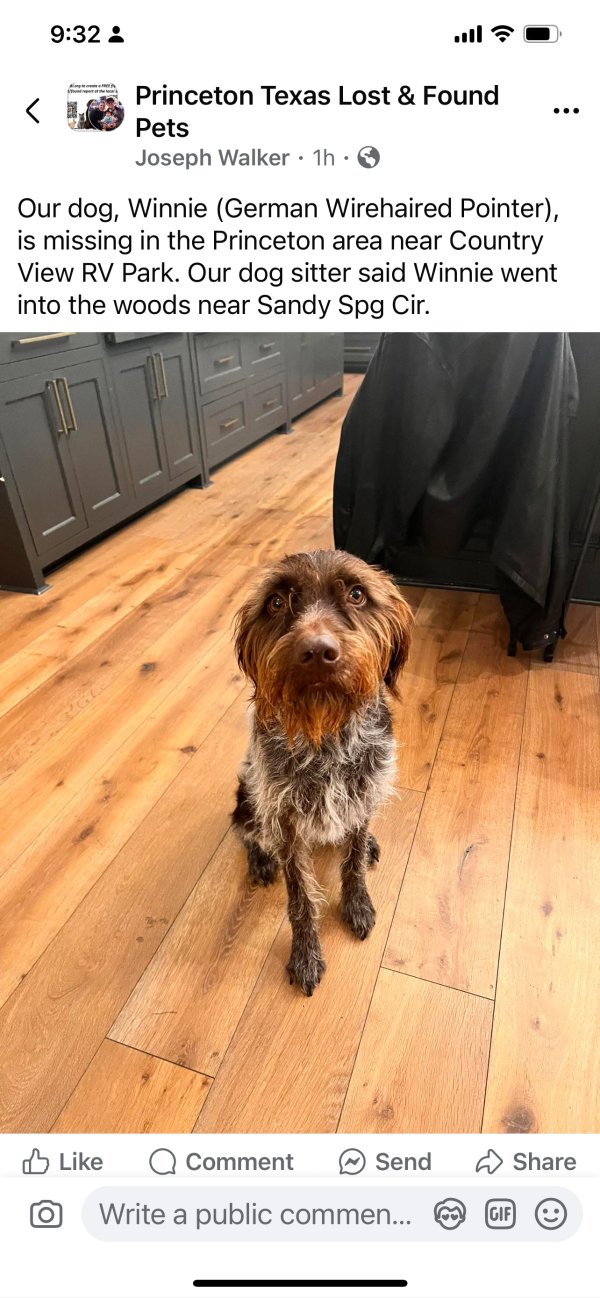 Lost German Wirehaired Pointer in Texas