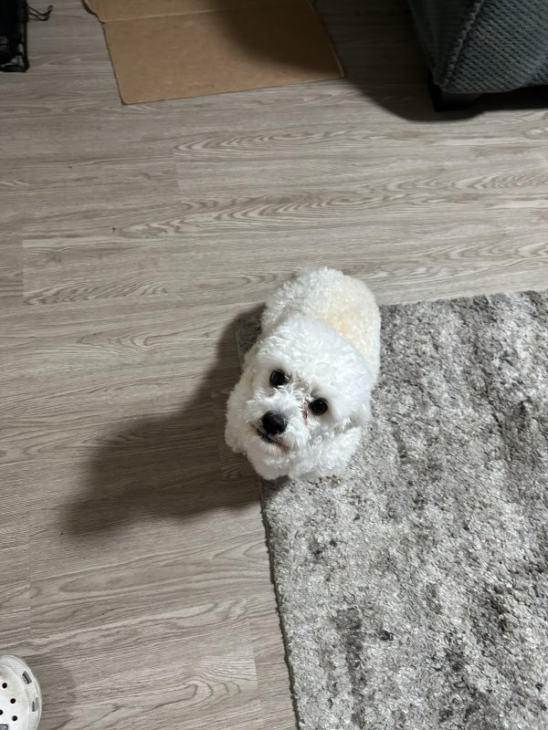 Lost Poodle in Colorado