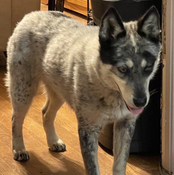 Lost Dog in Denver, CO