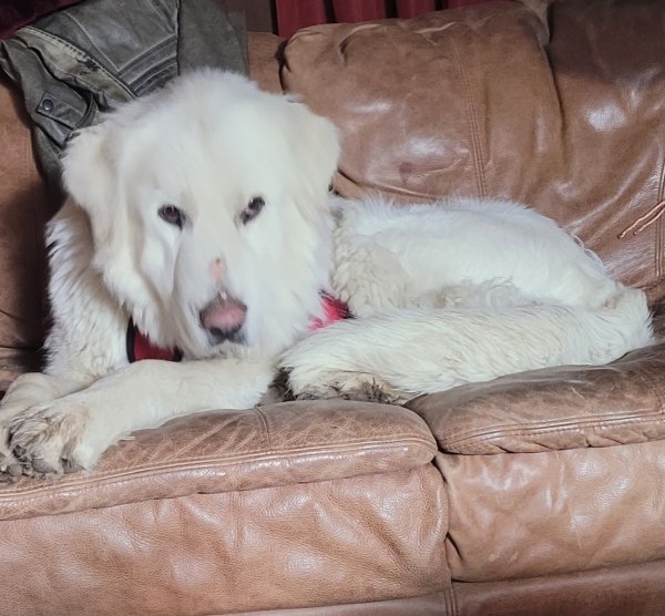 Lost Great Pyrenees in Bennett, CO